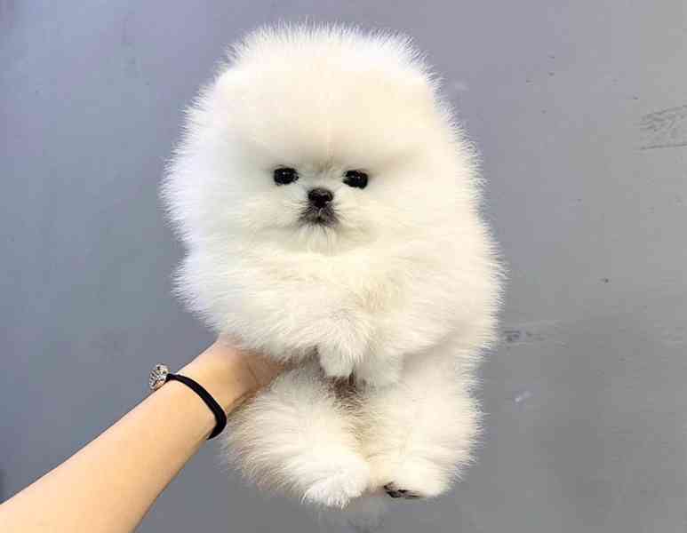 Healthy White Pomeranian Puppies - foto 3