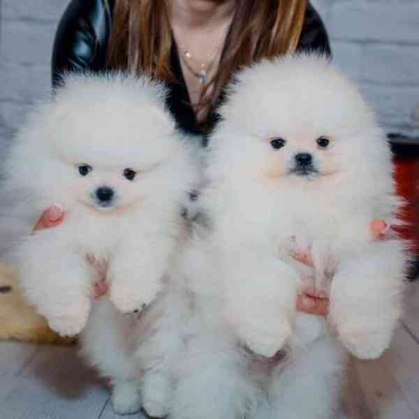 Healthy White Pomeranian Puppies - foto 2