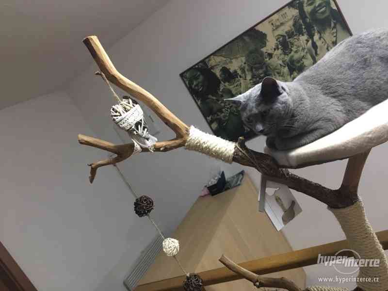 Dárek pro kočku, strom pro kočky škrabadlo - foto 4