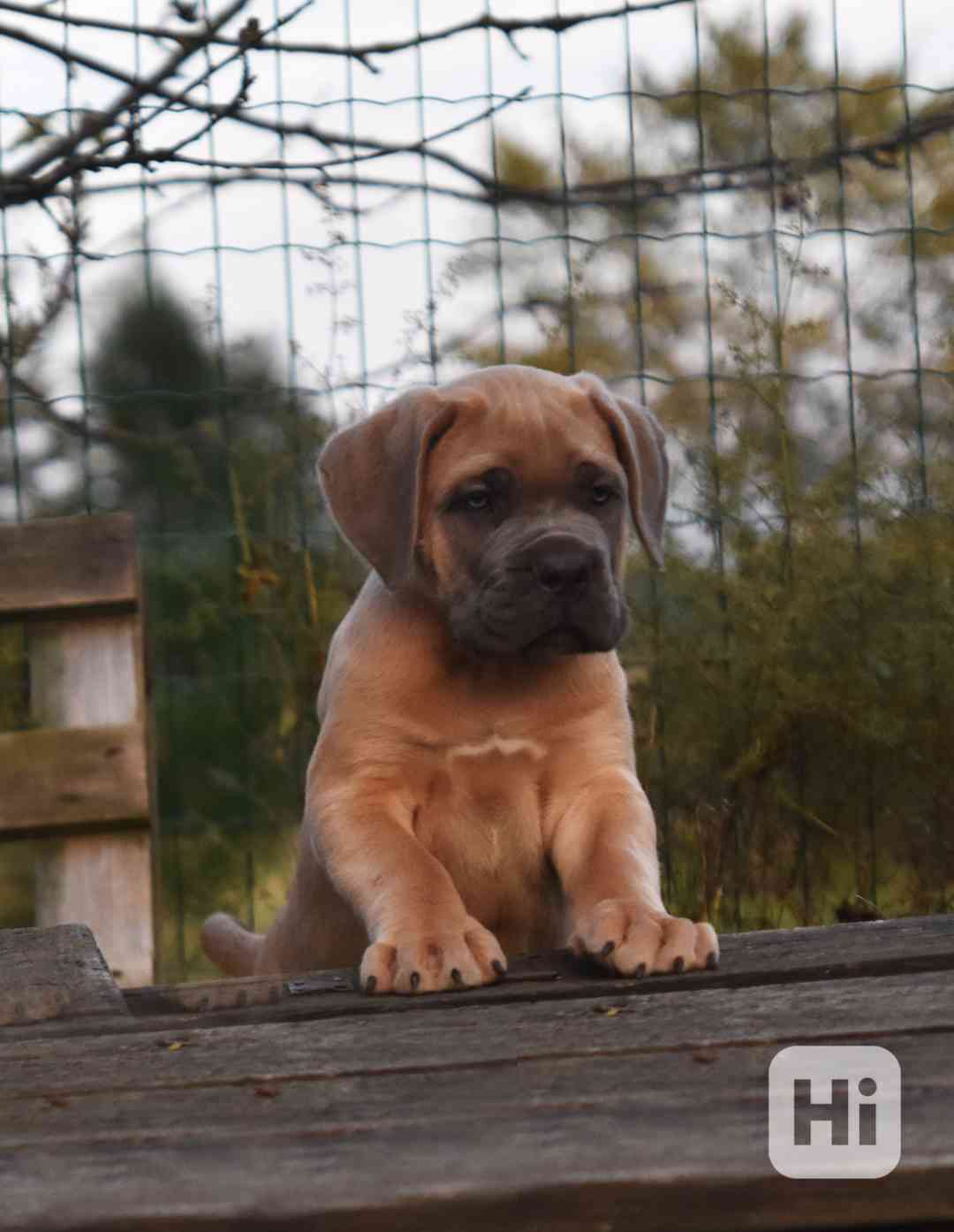 Cane corso s PP - foto 1