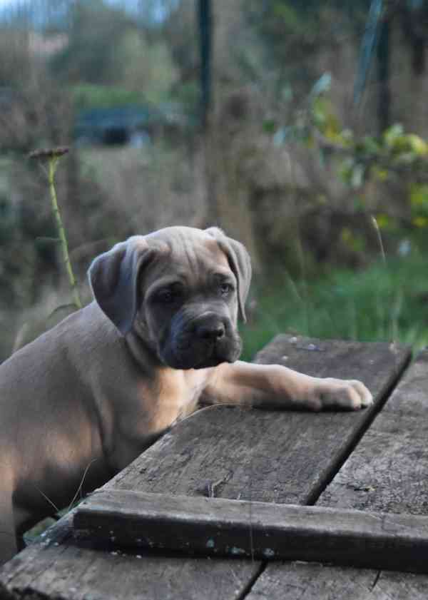 Cane corso s PP - foto 3