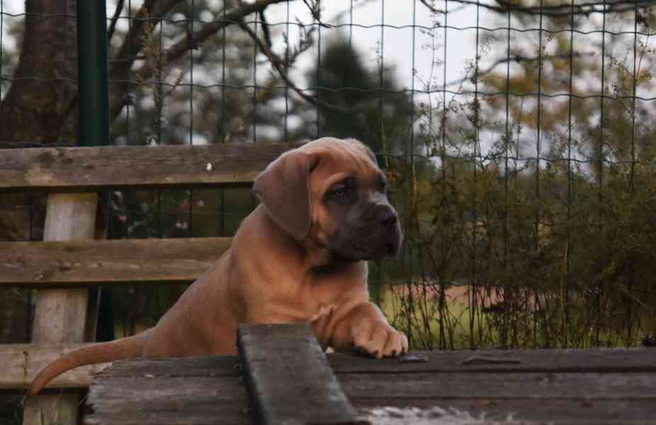 Cane corso s PP - foto 4