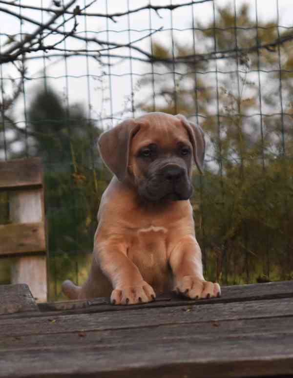 Cane corso s PP - foto 1