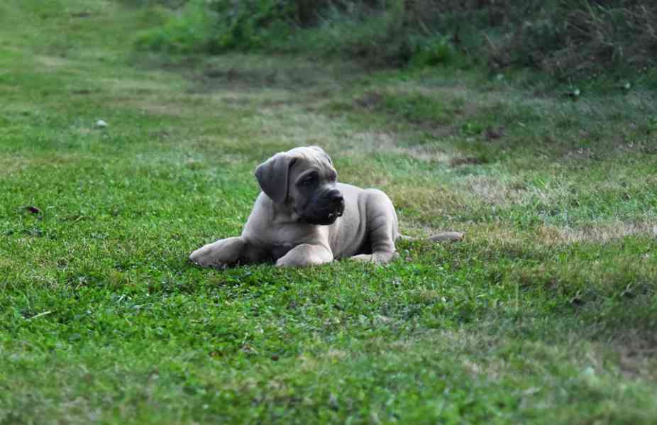 Cane corso s PP - foto 6