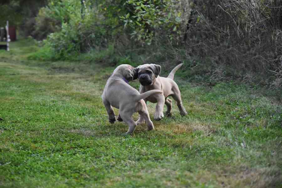 Cane corso s PP - foto 7