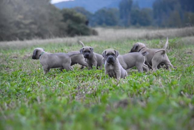 Cane corso s PP - foto 9