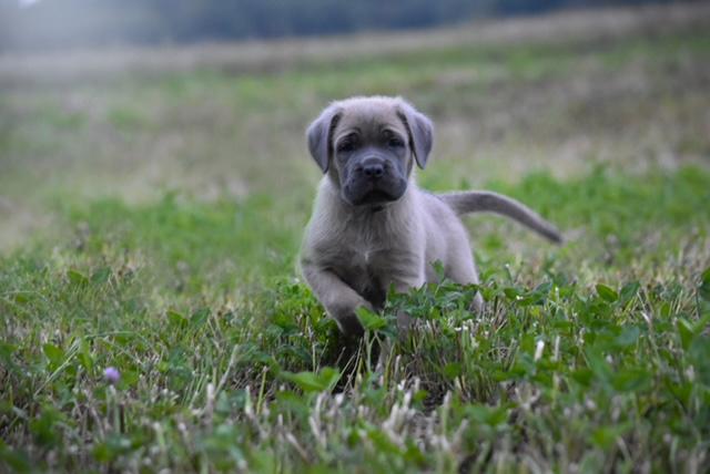 Cane corso s PP - foto 10