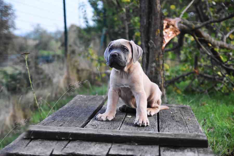 Cane corso s PP - foto 2