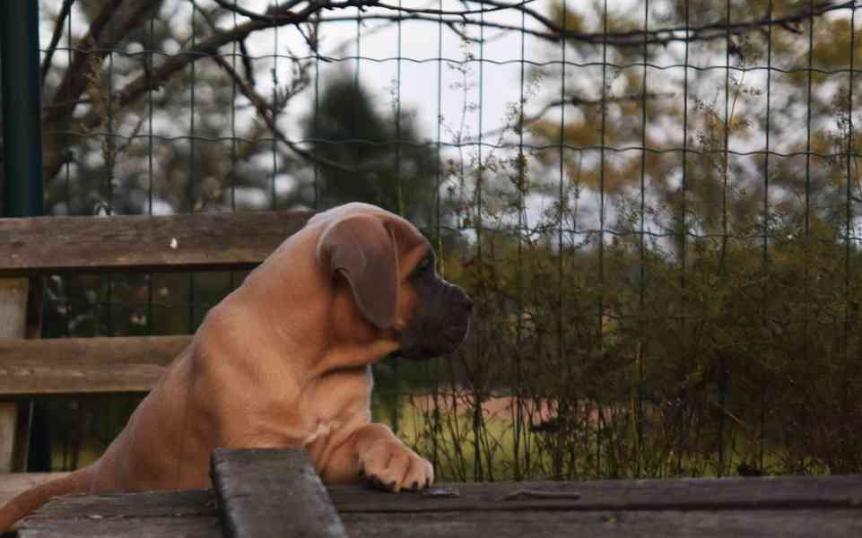 Cane corso s PP - foto 5