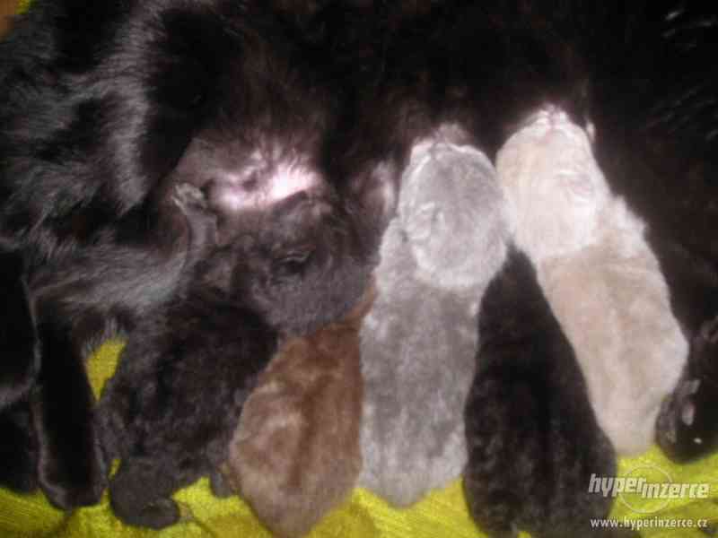 Britská plyšová koťátka - foto 1