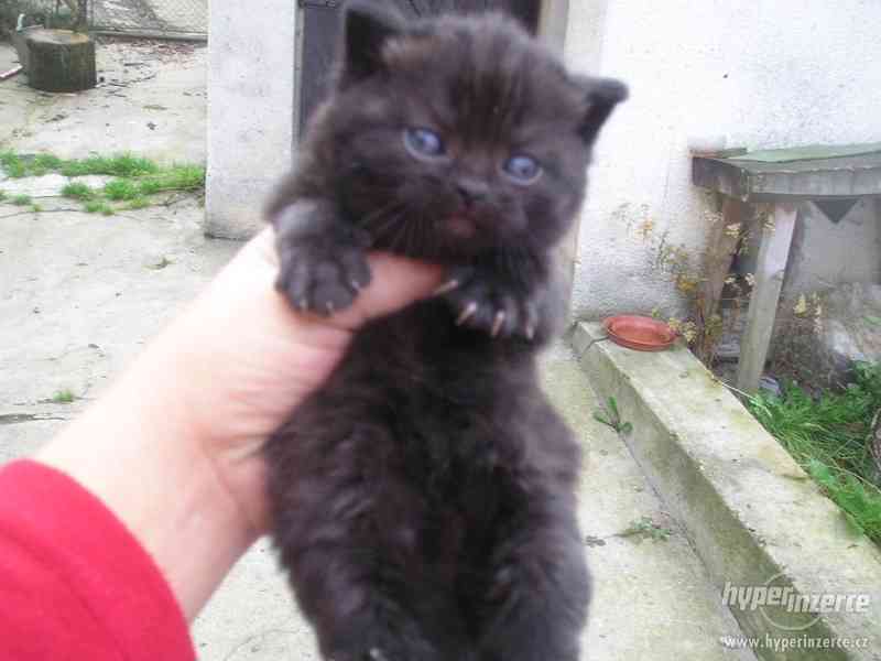 Britská plyšová koťátka - foto 4