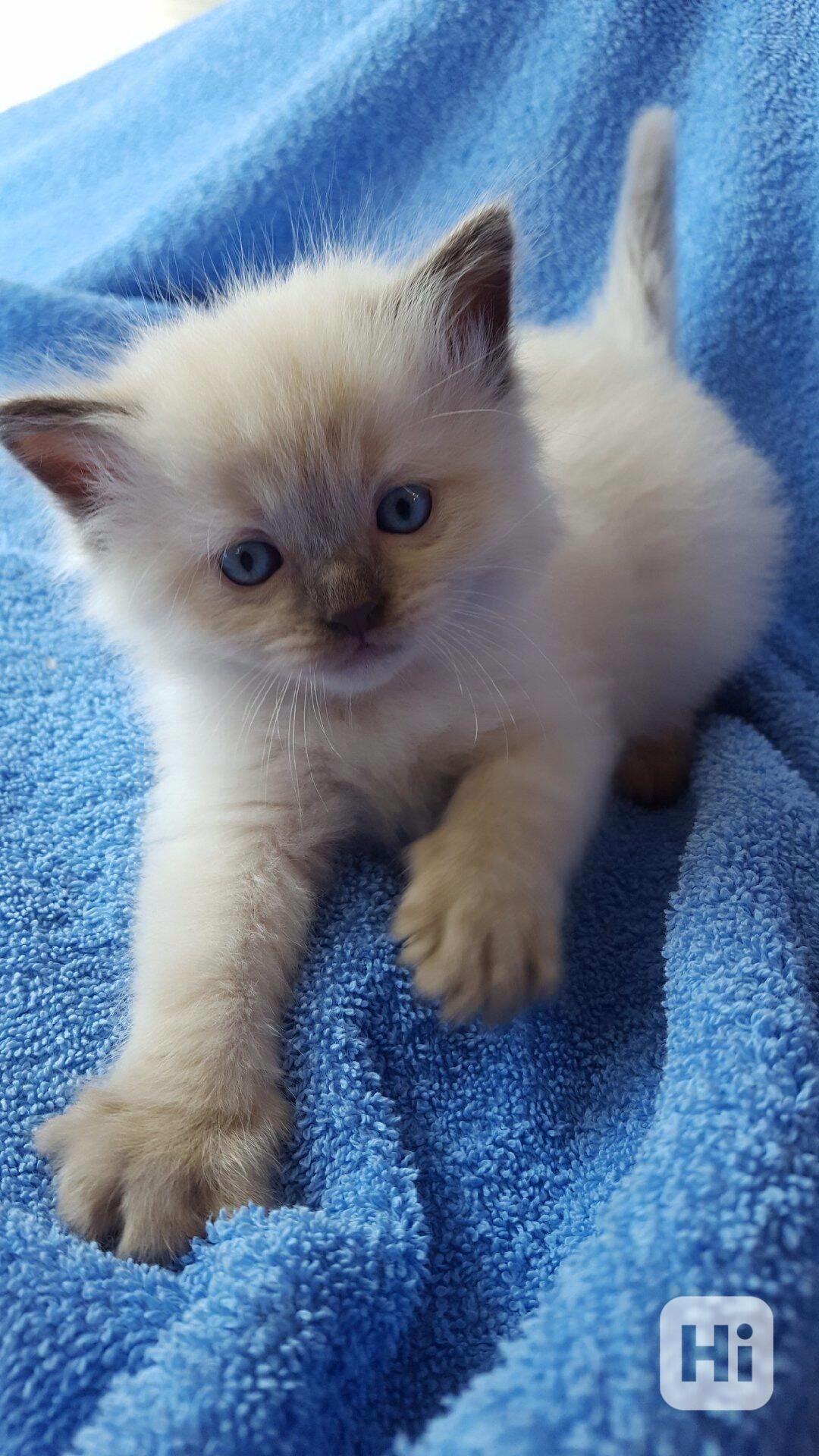  Zdarma ragdoll kotě k adopci hned teď   - foto 1