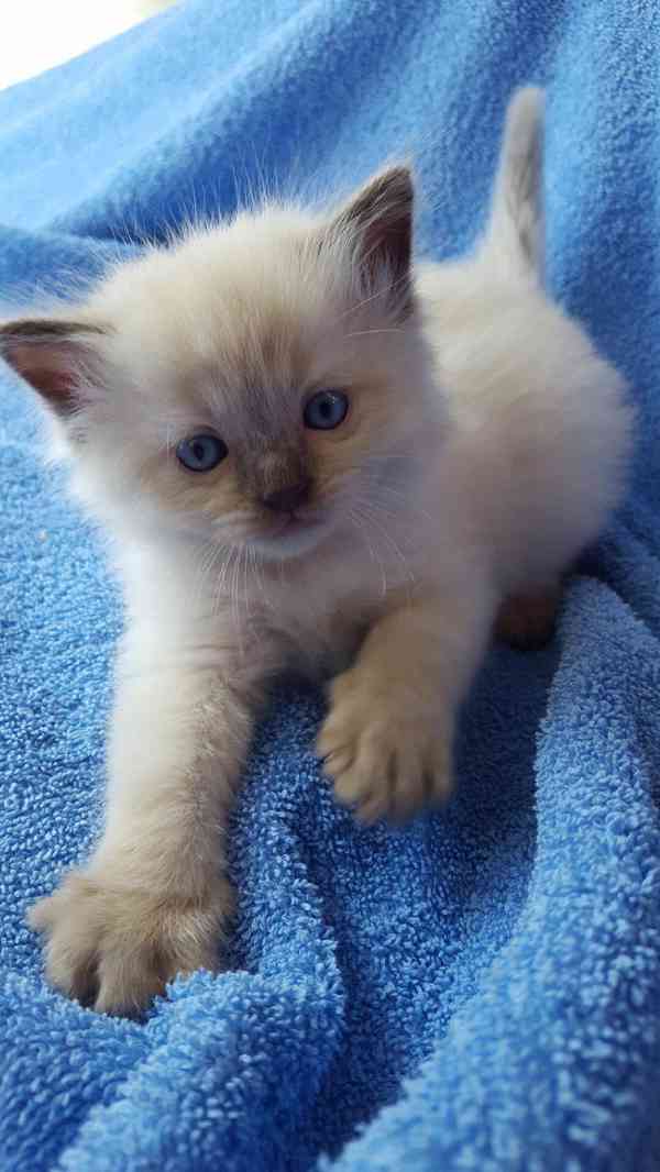  Zdarma ragdoll kotě k adopci hned teď  