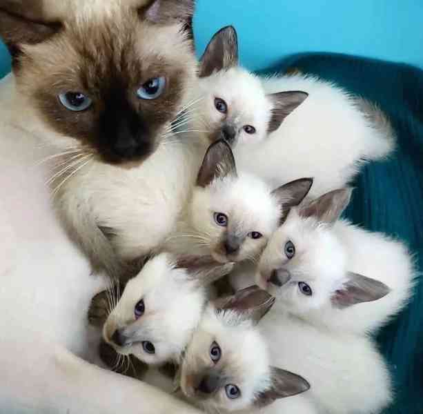  Zdarma ragdoll kotě k adopci hned teď   - foto 2