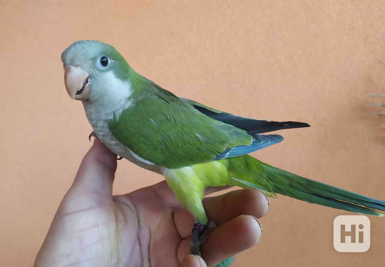 Ručně dokrmovaný Mníšek šedý  - foto 1