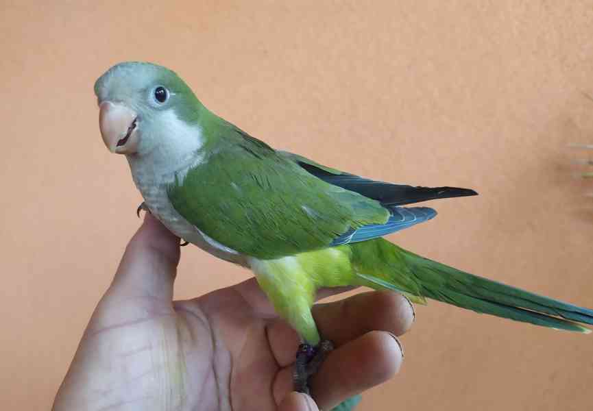 Ručně dokrmovaný Mníšek šedý  - foto 1