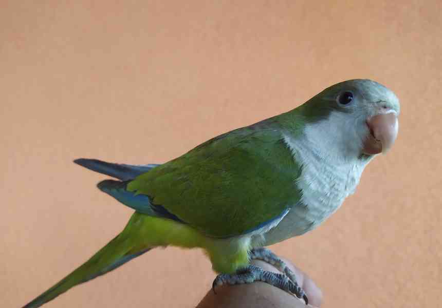 Ručně dokrmovaný Mníšek šedý  - foto 2