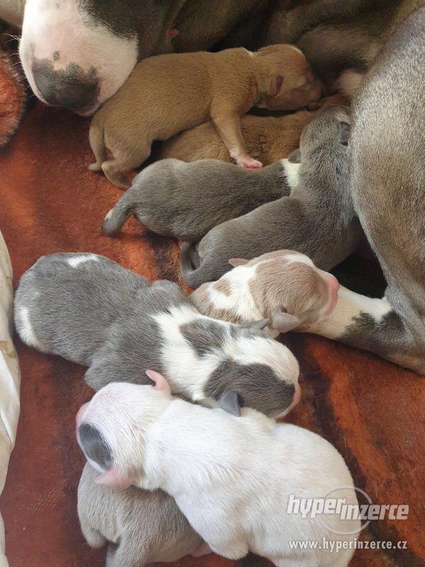 American Bully XL - TOP krevní linie ABKC - foto 4
