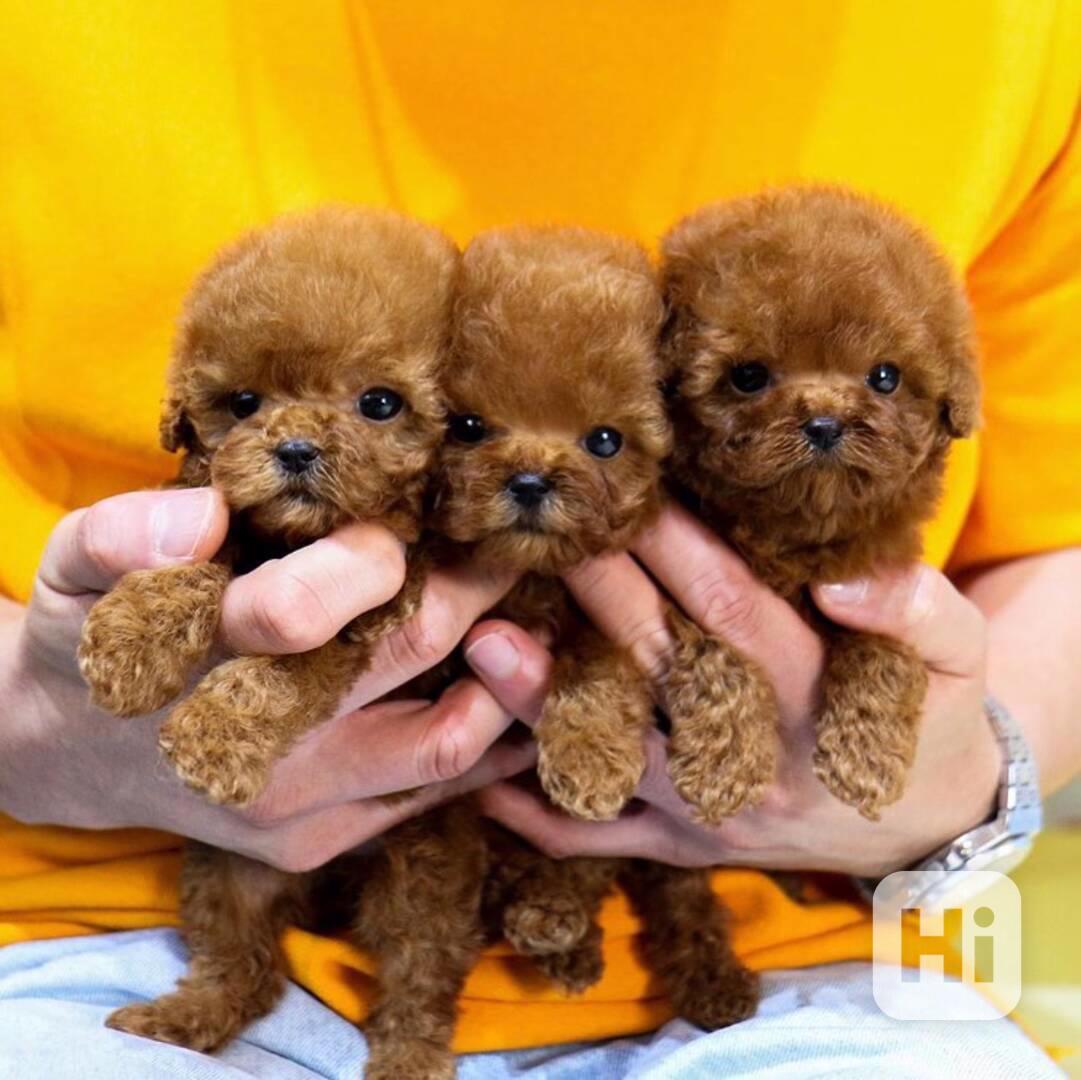 Čím více, tím lépe! Nabízíme toy pudly v mini (teacup) velik - foto 1