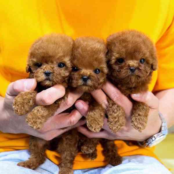 Čím více, tím lépe! Nabízíme toy pudly v mini (teacup) velik - foto 1