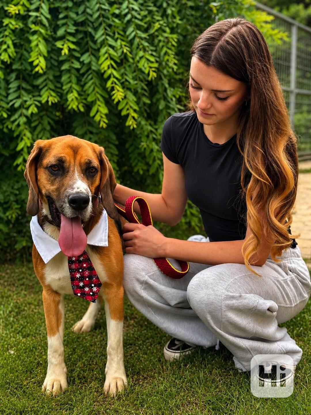 BENY - kastrovaný psík 2 roky  - foto 1