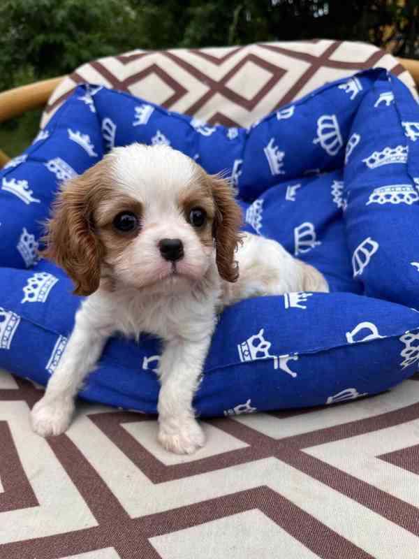 Štěňata kavalírského king charles španěla - foto 1