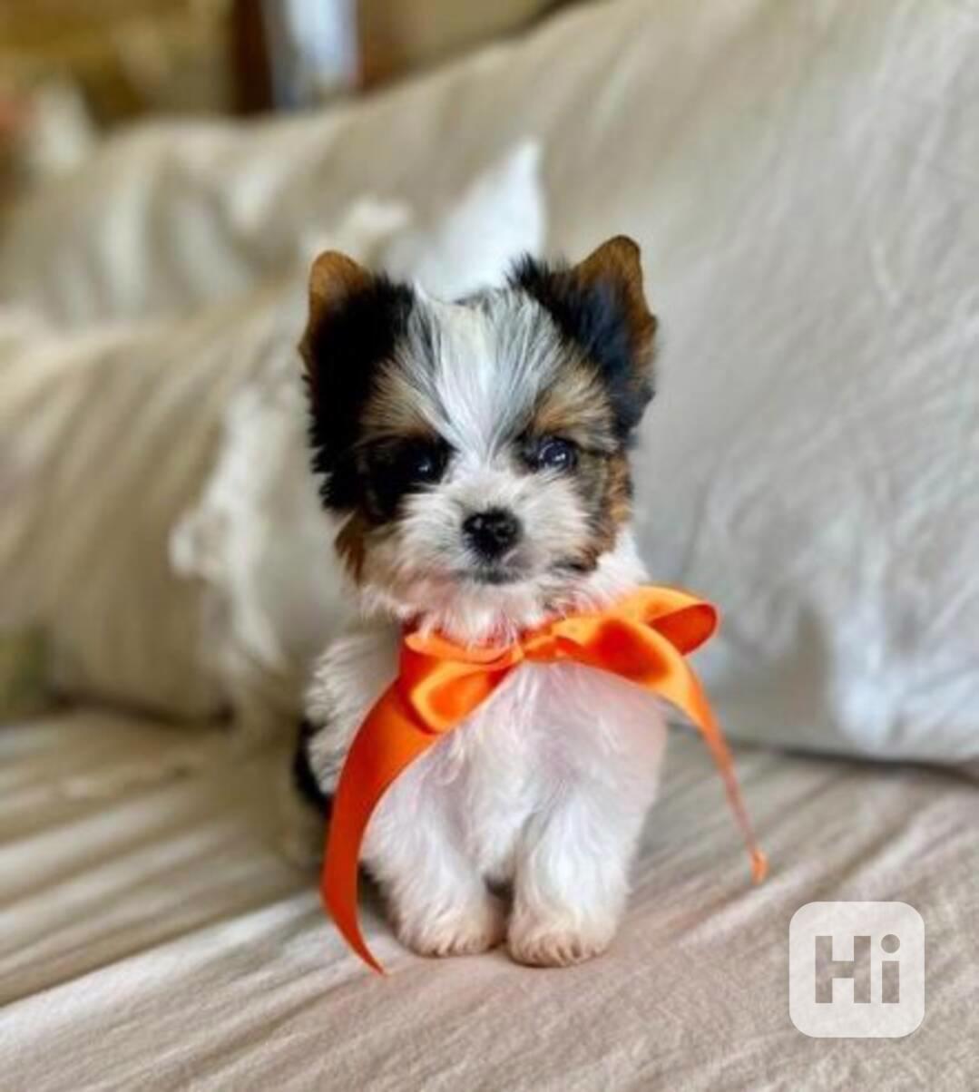 Rozkošná štěňata jorkšírského teriéra - foto 1