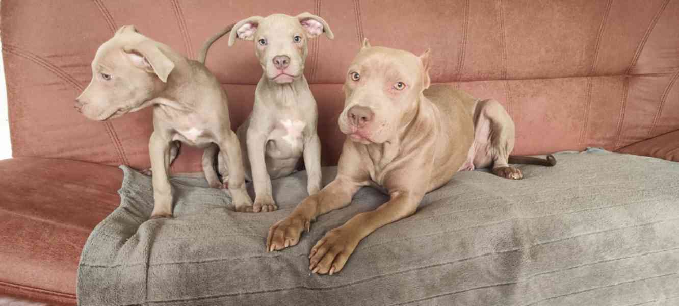 Americký pitbulterier pitbul pitbull silver fawn rarita  - foto 10