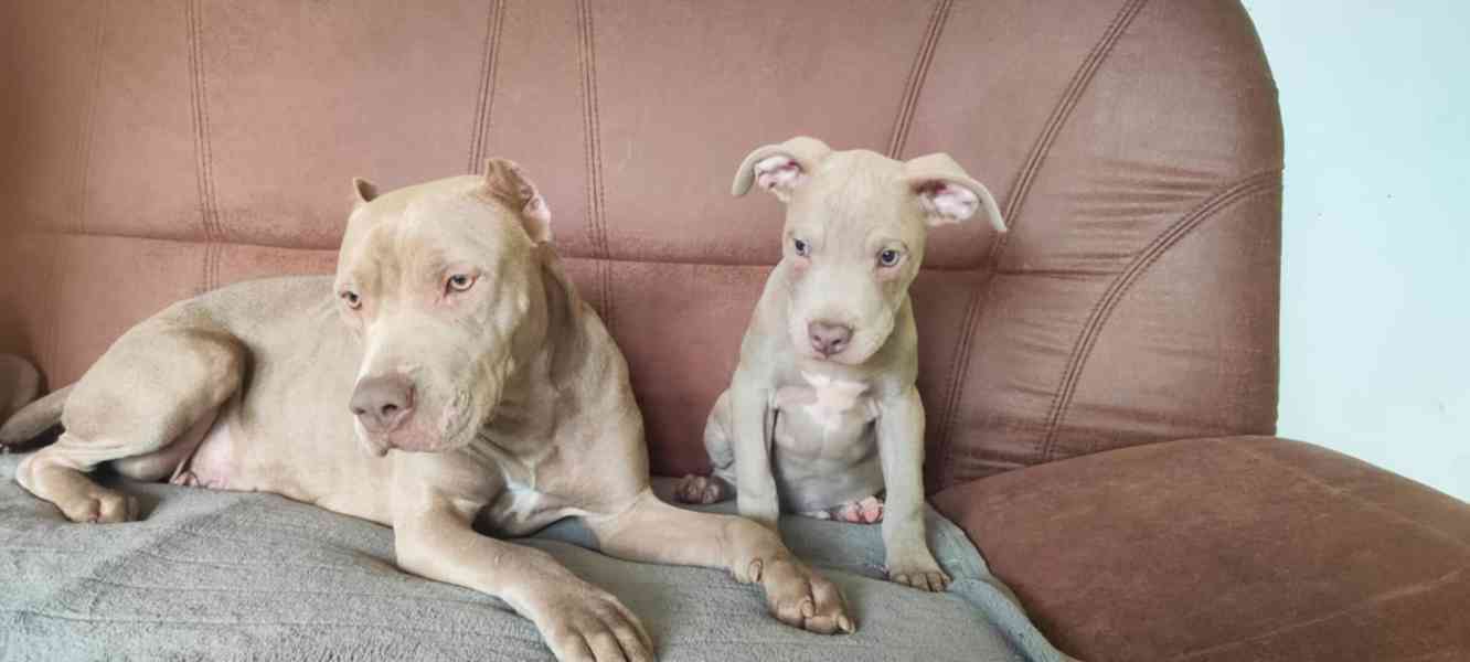 Americký pitbulterier pitbul pitbull silver fawn rarita  - foto 6