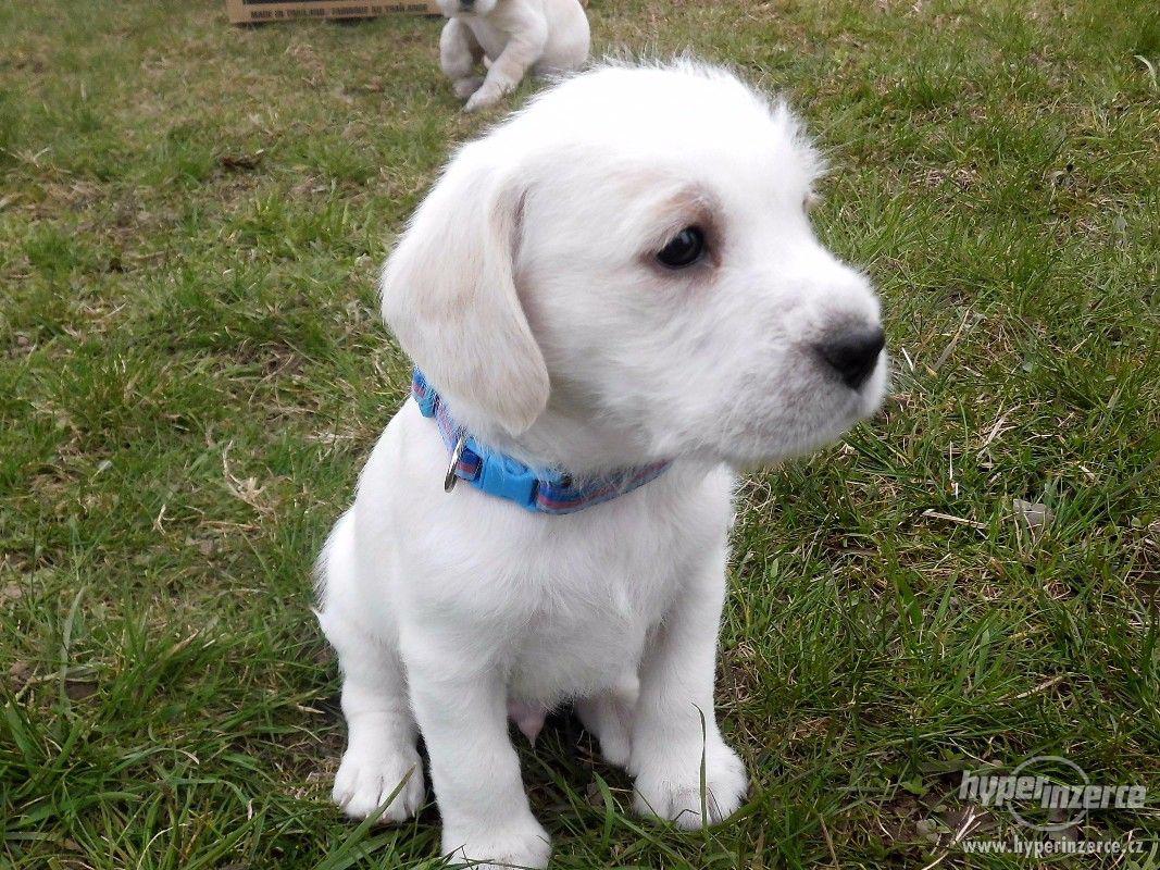 Prodám štěňátka voříška - foto 1