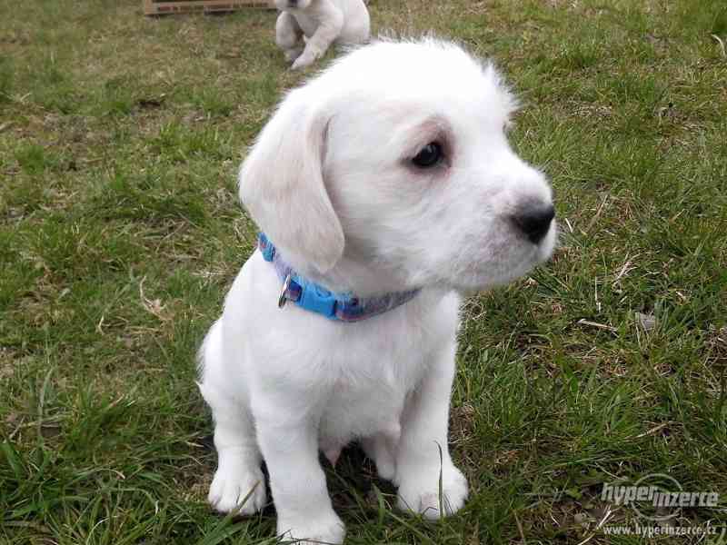 Prodám štěňátka voříška - foto 1