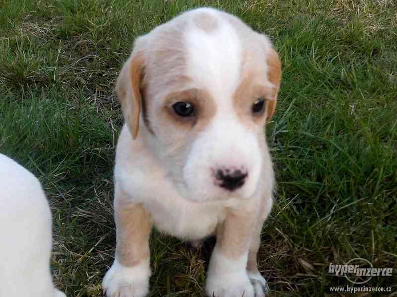 Prodám štěňátka voříška - foto 2