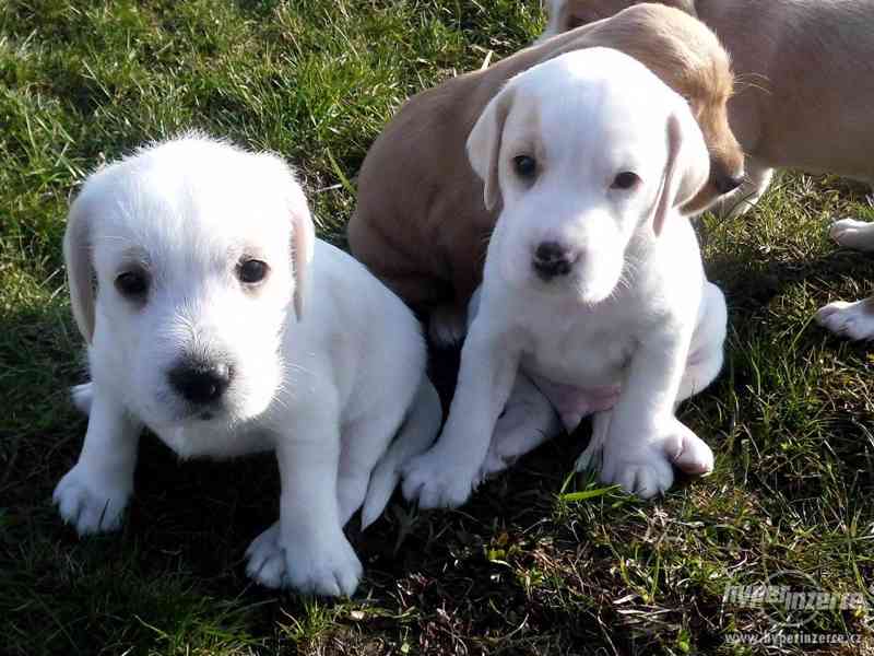 Prodám štěňátka voříška - foto 3