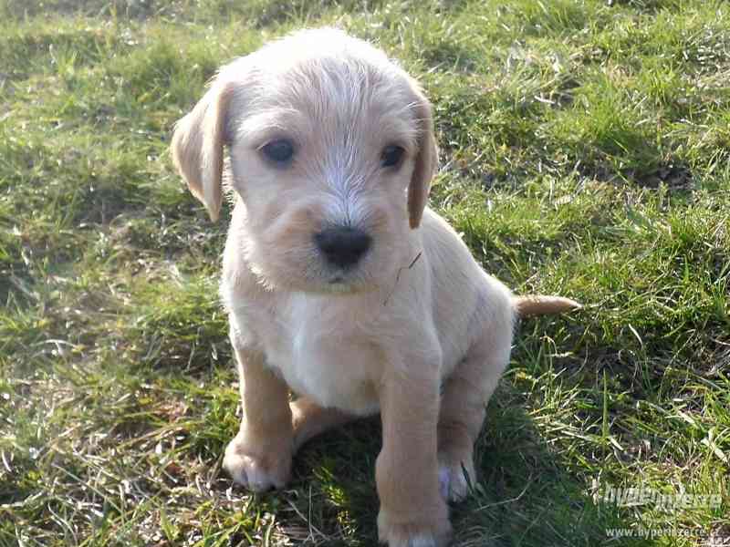 Prodám štěňátka voříška - foto 4