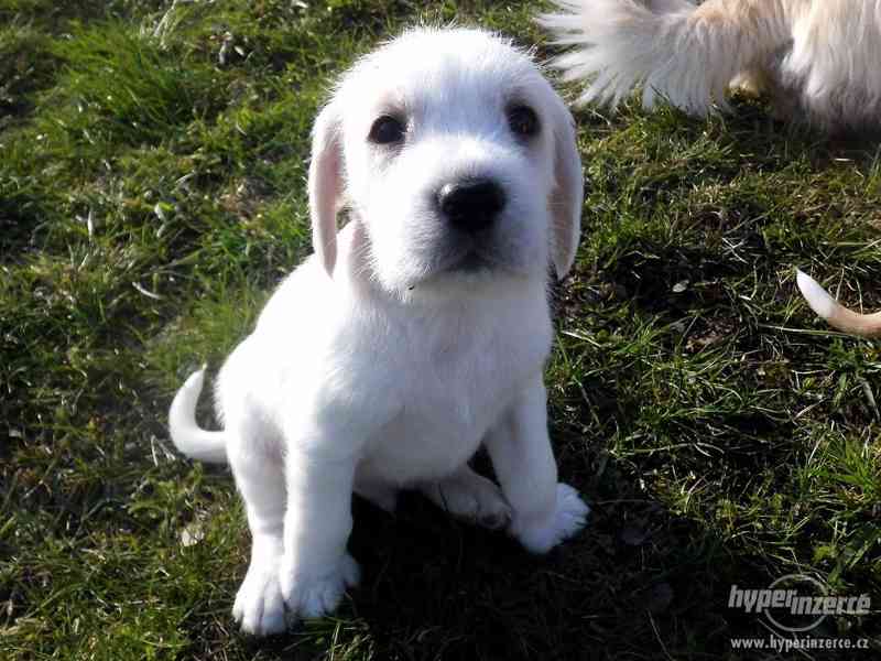Prodám štěňátka voříška - foto 5