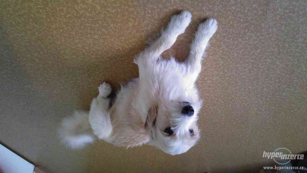 Prodám štěňátka voříška - foto 6