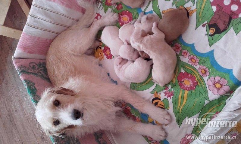 Prodám štěňátka voříška - foto 7