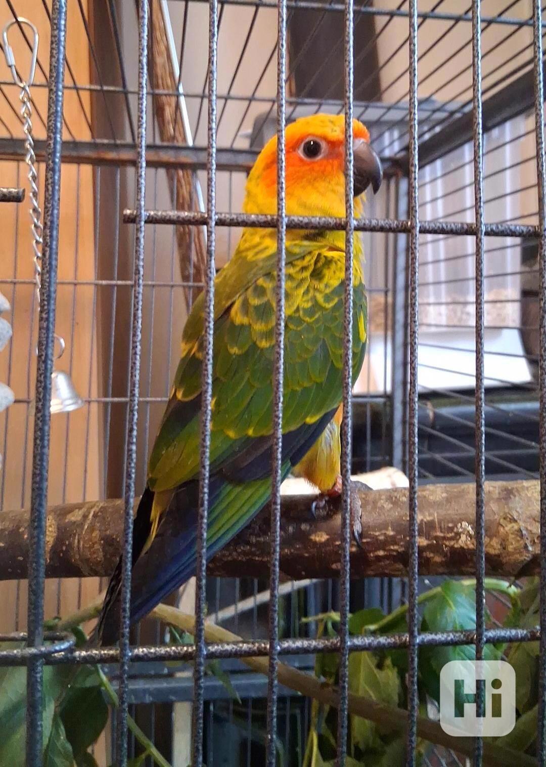 Aratinga sluneční - foto 1