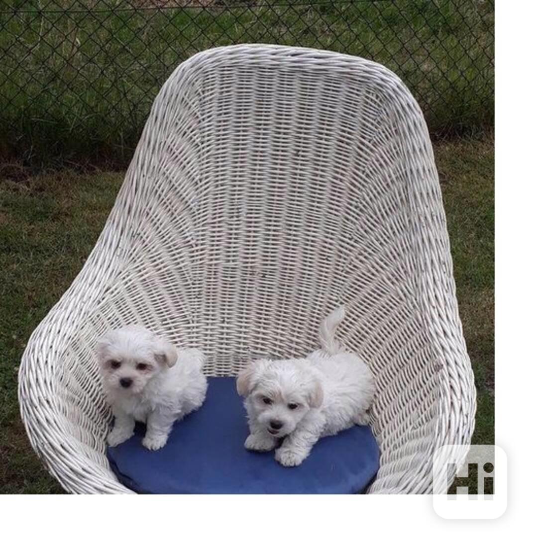 štěňátka maltézáka a fenky k adopci zdarma - foto 1