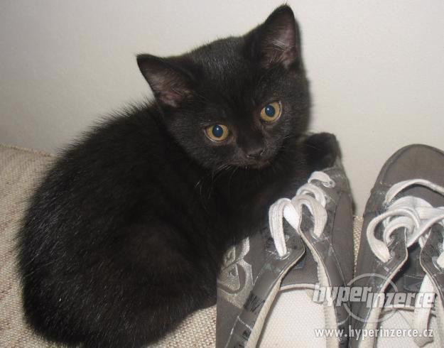 Daruji černe kotě - foto 1