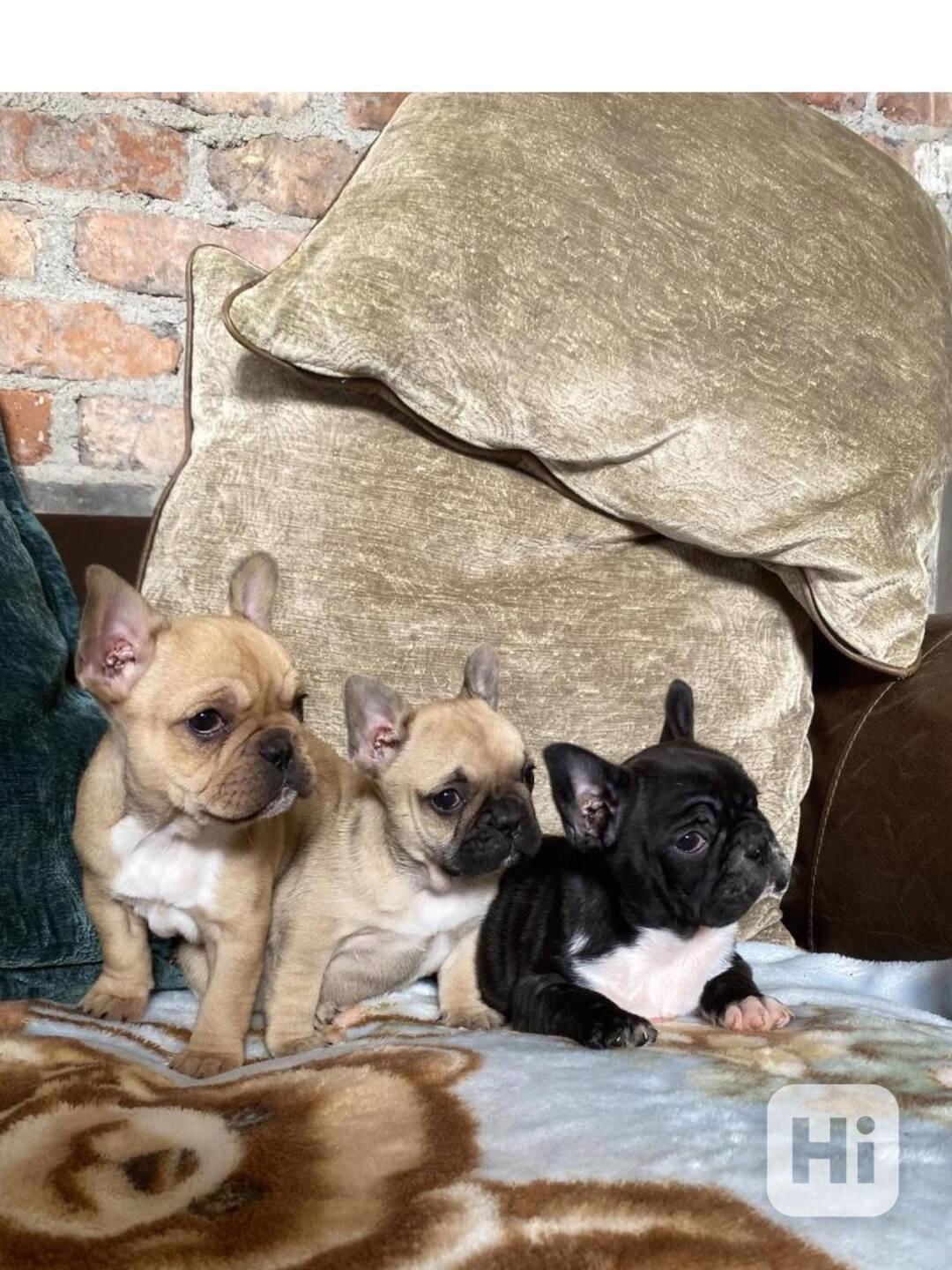 Štěňata francouzského buldoka vysokého plemene k adopci - foto 1