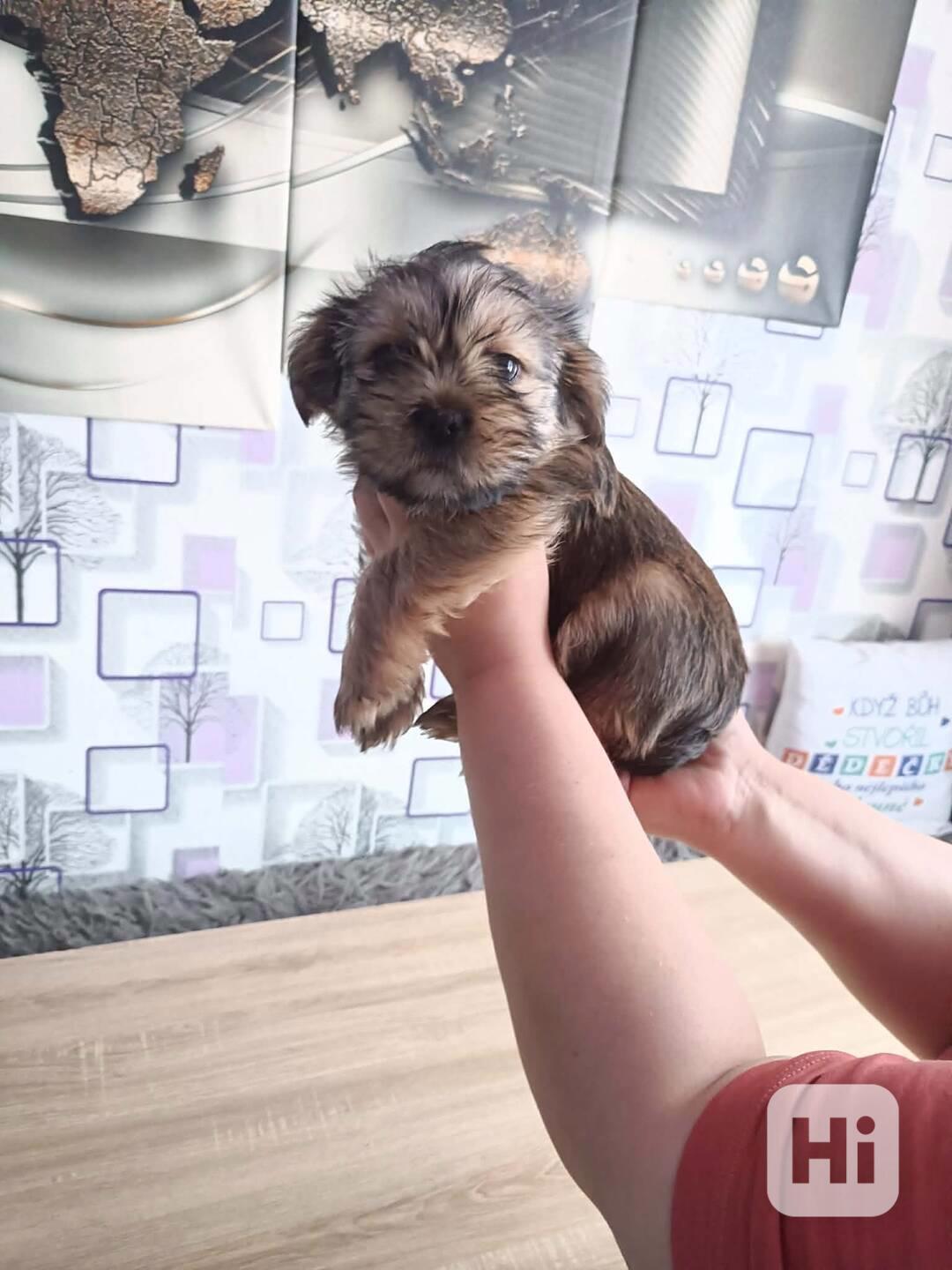 Shih-Tzu pejsci - foto 1