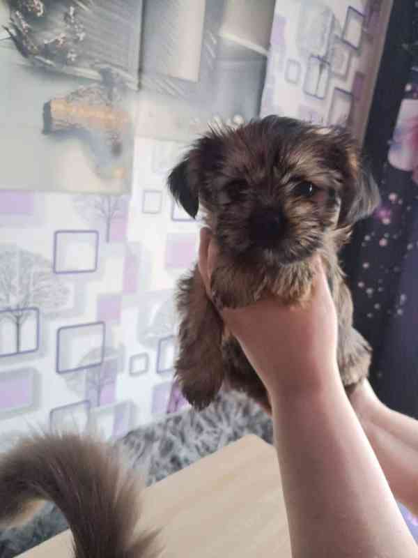 Shih-Tzu pejsci - foto 3