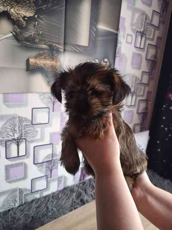 Shih-Tzu pejsci - foto 2