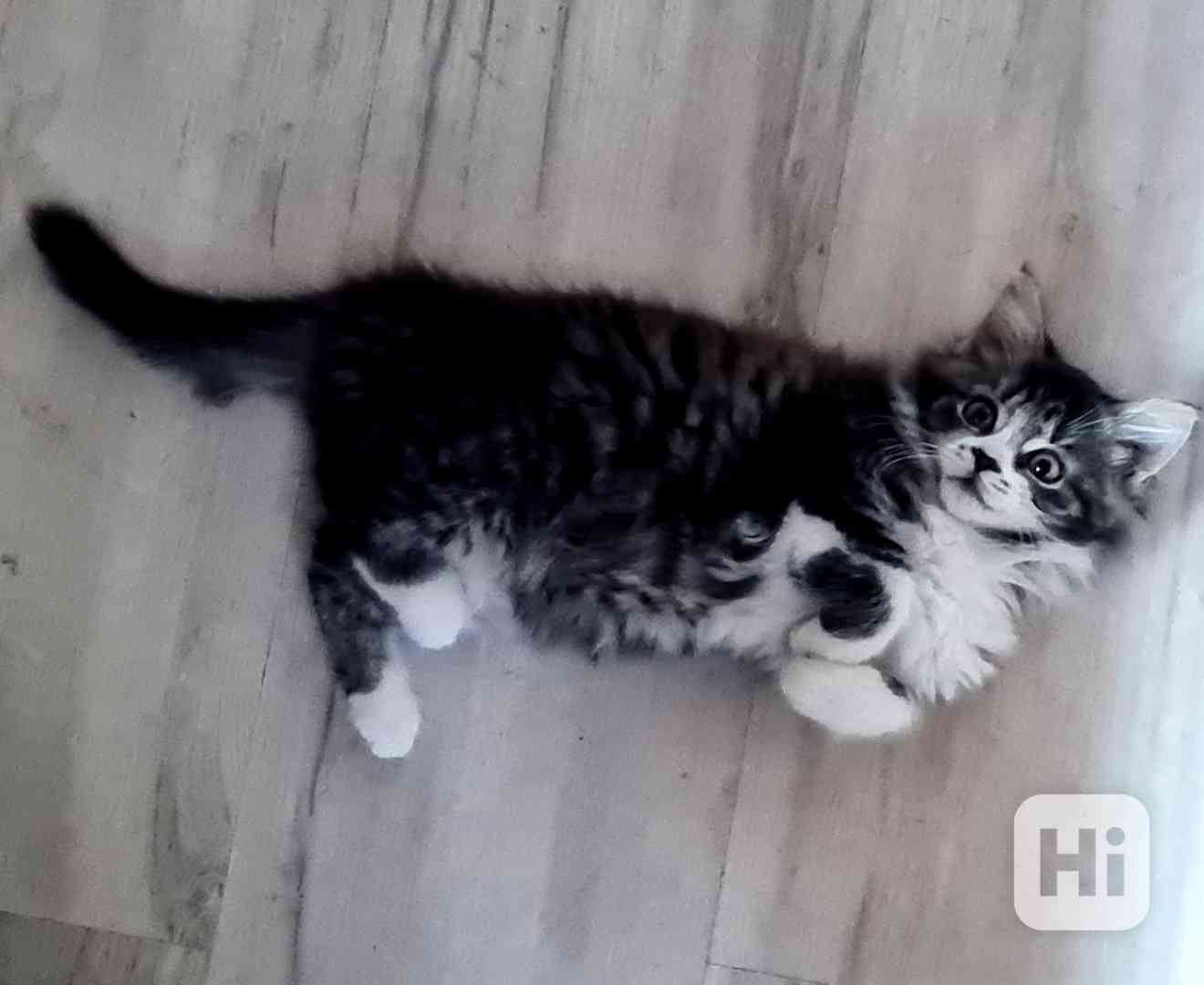 Mainská mývalí kotě  - foto 1