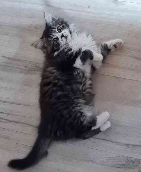 Mainská mývalí kotě  - foto 3