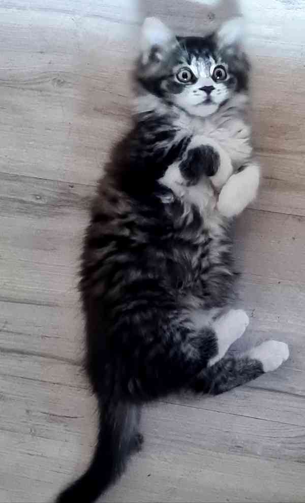 Mainská mývalí kotě  - foto 2