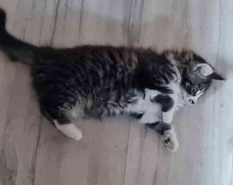 Mainská mývalí kotě  - foto 4