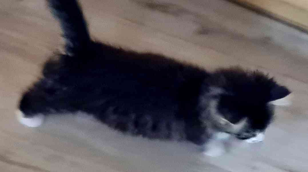 Mainská mývalí kotě  - foto 5