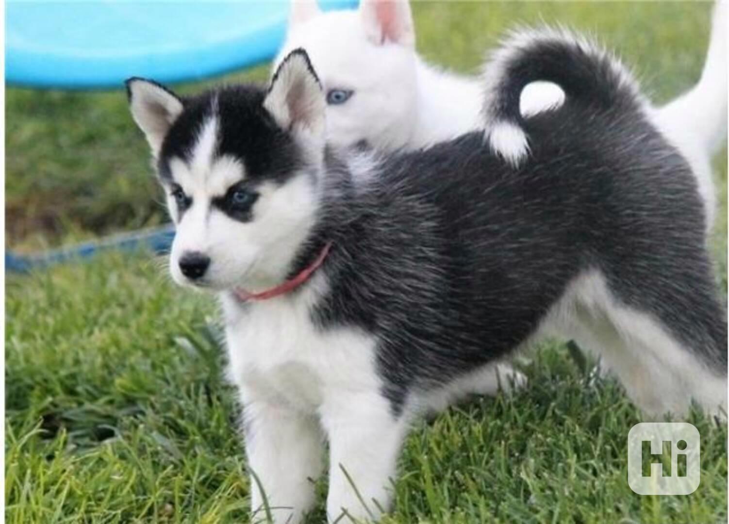 Ode dneška rehoming štěňat sibiřského huskyho - foto 1